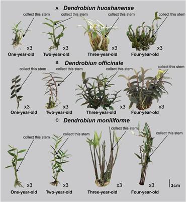 Multi-omics profiling reveal responses of three major Dendrobium species from different growth years to medicinal components